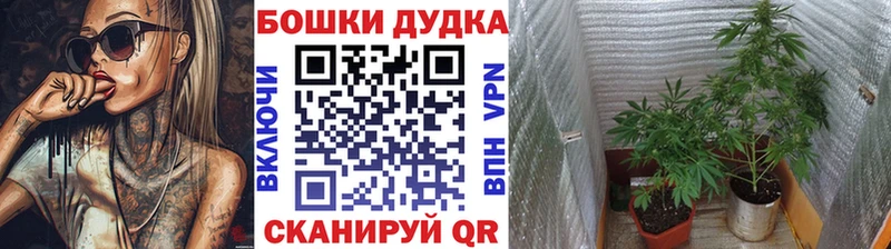 Бошки Шишки индика  Городовиковск 